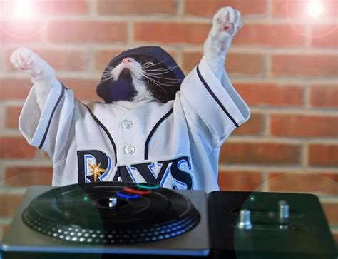 Tampa Bay Rays Mascot: DJ Kitty | Dj kitty, Dj, Funny cat photos