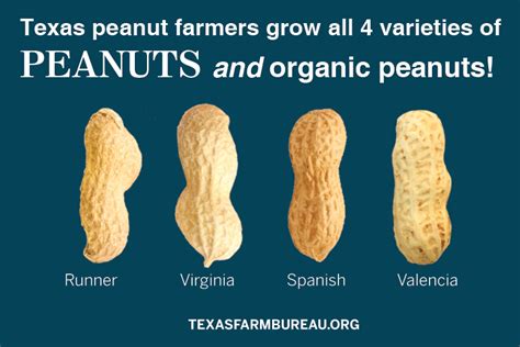 Getting nutty for National Peanut Day – Texas Farm Bureau – Table Top