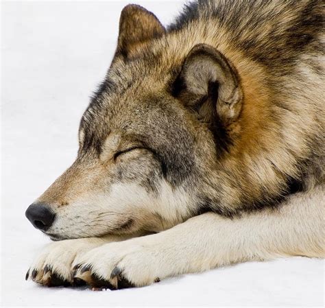 The Beauty of Wildlife | Sleeping wolf, Wolf dog, Wolf pictures