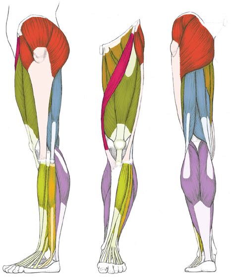 Leg Muscles Diagram, 11 best Muscles/Labeled images on Pinterest ...