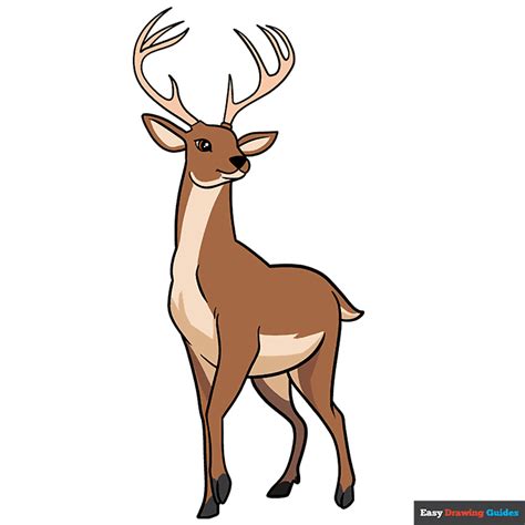 35+ How To Draw Deer - ManrajKatrine