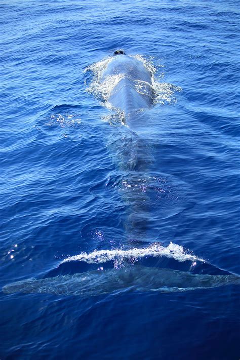 Mirissa Whale Watching | Mirissa, Sri Lanka | Mirissa Beach