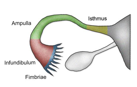 Female Genital Tract - Physiopedia