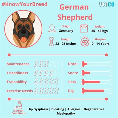 Know Your Breed: German Shepherd - Vetco Store