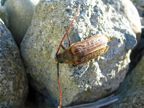 Huhu Beetle - Puketi Forest Trust, Northland, New Zealand.