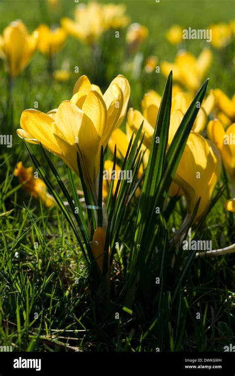 Yellow Crocus flower Stock Photo - Alamy