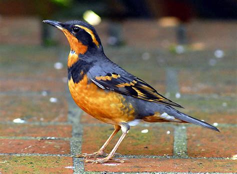 Varied Thrush - BirdForum Opus | BirdForum