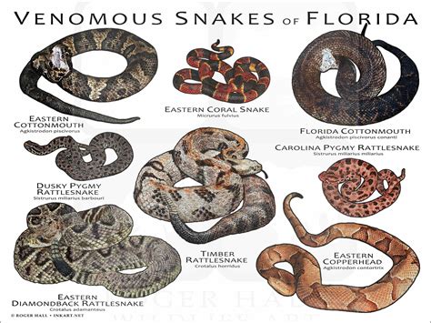 Venomous Snakes of Florida Art Print / Field Guide - Etsy