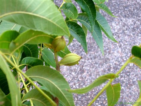 Two Men and a Little Farm: WE HAVE PECAN TREES