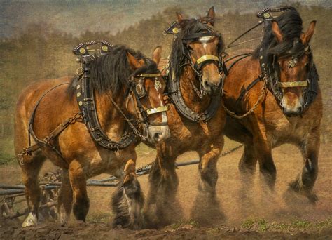 A team of Brabant Belgian Draft horses plowing a farmers field in ...