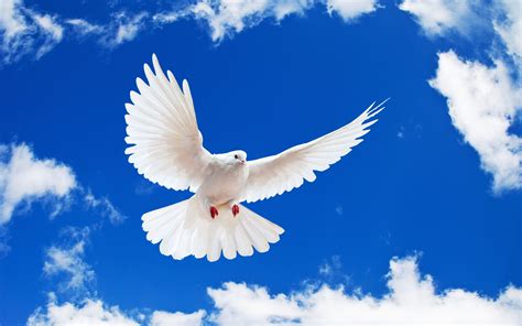 white-dove-holy-spirit-wallpaper-1 – CHIN CHRISTIAN CHURCH