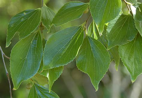 Celtis sinensis | Landscape Plants | Oregon State University