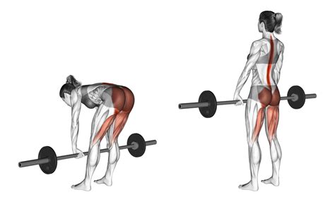 Straight (Stiff) Leg Deadlift: Benefits, Muscles Used, and More ...