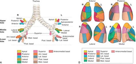 Normal Anatomy of the Lungs | Radiology Key