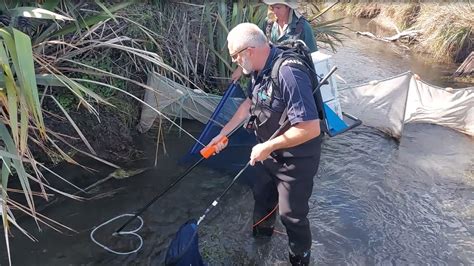 Innovative electric barrier protects mudfish habitat