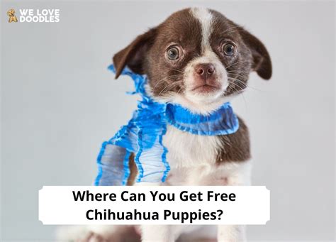 Where Can You Get Free Chihuahua Puppies? (2024) - We Love Doodles