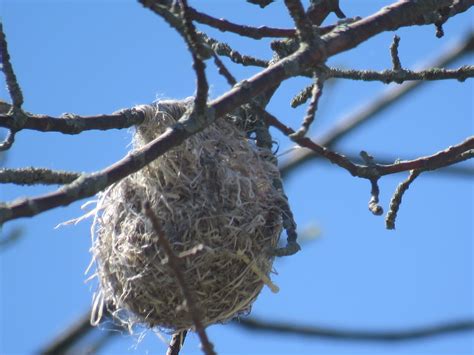 Bird & Travel Photos, Birding Sites, Bird Information: BALTIMORE ORIOLE ...