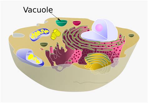 Animal Cell Vacuole , Free Transparent Clipart - ClipartKey