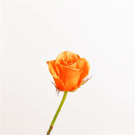 Flores de color naranja que tienes que conocer - Colvin