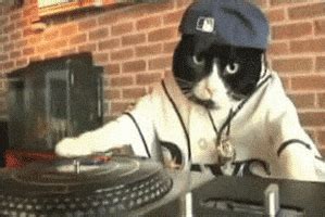 Dj Kitty GIFs - Find & Share on GIPHY