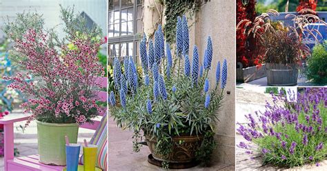 15 Drought-Friendly Plants That Grow In Lack Of Water | Garden