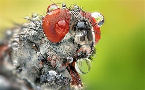 Everything You Need to Know About Macro Photography | Macro photography ...