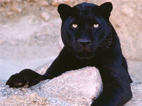 Download Animal Black Panther Wallpaper