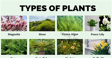 Types of Plants: 20 Different Types of Plants in English - Love English