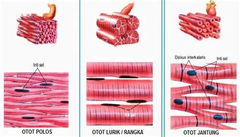 Cara Kerja Otot Lurik