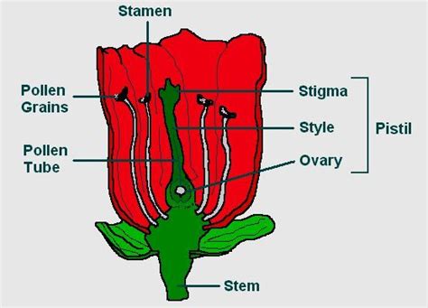 Parts of A Flower - Stamen, Pistil, Fertilization, Pollination ...