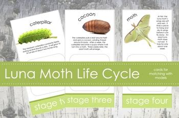 Life Cycle of a Luna Moth; Montessori matching activity for models