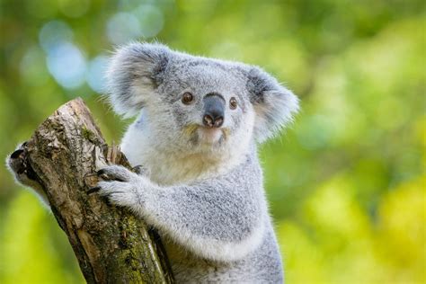 Lending a Helping Hand to Koalas in Need | The International Wildlife ...