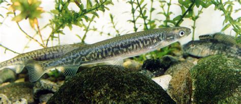 TerraNature | New Zealand ecology - Native freshwater fish, inanga ...