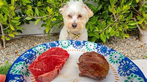 Should Dogs Eat Cooked Or Raw Meat