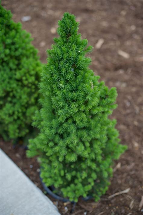 SPRUCE DWARF ALBERTA For Sale in Boulder Colorado