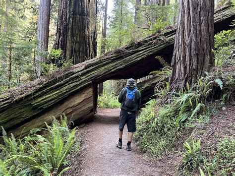 Exploring Redwood National Park - Everett Potter's Travel Report