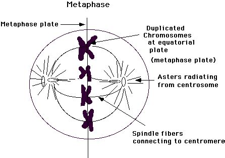 Metaphase II - CHS does Meiosis