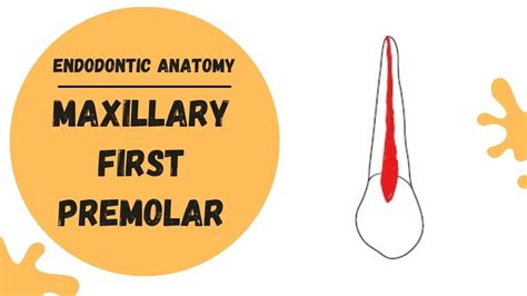 Endodontic Anatomy of the Maxillary First Premolar | Root canal anatomy ...