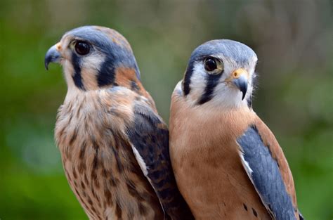 American Kestrel - Animal Corner