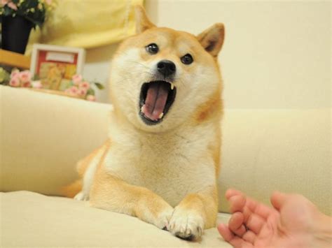 Famed Shiba Inu dog who inspired ‘doge’ meme is critically ill with ...