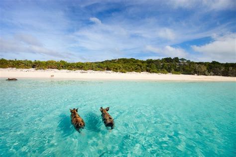 Exuma Bahamas Resorts| Best Places to Stay - Snorkel and Hike