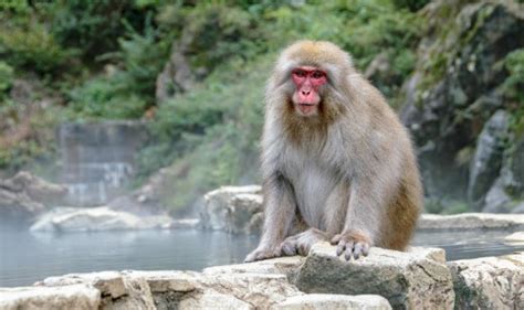 Horor u Japanu: Majmuni napadaju ljude i pokušavaju oteti bebe ...