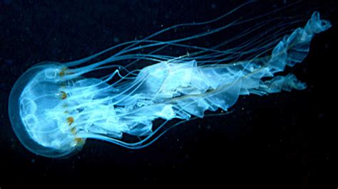 glowing sea creatures - Google Search | Sea creatures, Bioluminescence ...