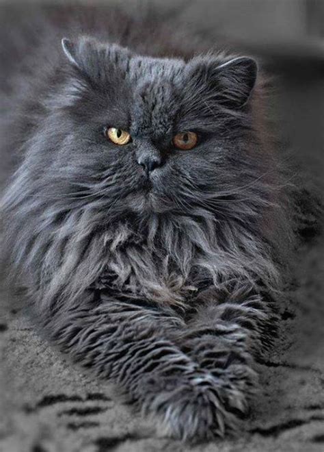 Persian Cat Black And Grey - Pets Lovers