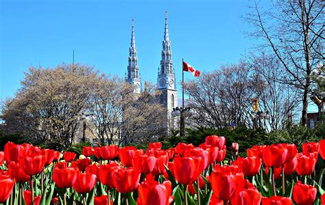 Tulip Festival, Ottawa Ottawa Tourism, Canada Tourism, Ottawa Travel ...