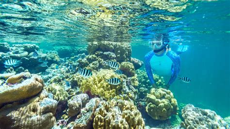 Snorkelling in The Seychelles - Blue Safari Seychelles™