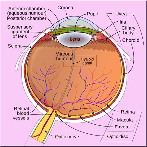 What Is Posterior Vitreous Detachment - Eyes Advisor