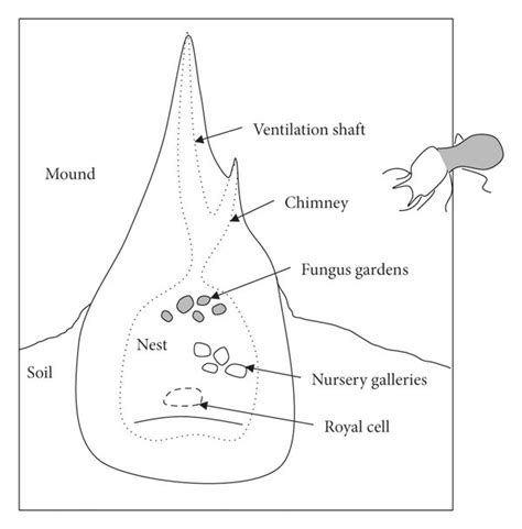 Graphic of a termite colony (a) and its simplified interaction network ...