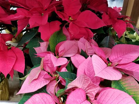 Growing and caring for poinsettia | UMN Extension