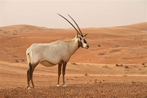 an antelope standing in the middle of a desert